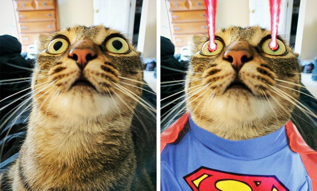 "Super Mèo" đi giải cứu thế giới thôi.

