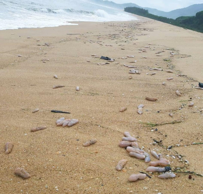 Sau bão số 5, hàng tạ sinh vật nghi hải sâm dạt vào bờ biển Thừa Thiên-Huế - 1