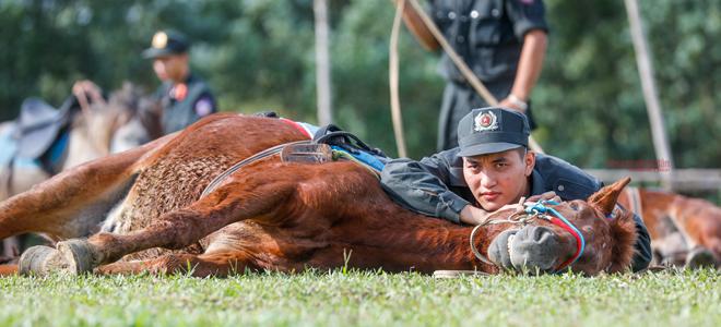 Là đơn vị mới nên việc huấn luyện cũng chưa quá phức tạp. Cho tới hiện nay, các bài tập mới chỉ chú trọng vào phần thuần hoá, làm quen và một số mục cơ bản như nằm...