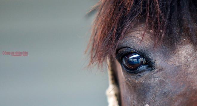 Con ngựa cũng như con chó, là hai giống tình cảm đúng với câu "khuyển mã chi tình"