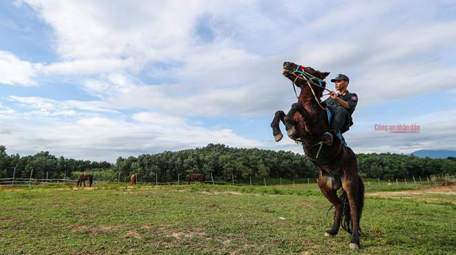 Ngựa cũng sẽ được huấn luyện để sử dụng trong việc trấn áp, dẹp bạo loạn.