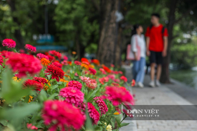 Theo ghi nhận, những bồn hoa đa dạng chủng loại, đầy sắc màu đang đần được hoàn thiện. Đại diện công ty Thảo Viên Xanh - đơn vị thi công hạng mục cải tạo hoa, cây cảnh ven hồ Hoàn Kiếm khẳng định sẽ xong trước tháng 9 để chào mừng ngày kỷ niệm 1010 năm Thăng Long - Hà Nội.