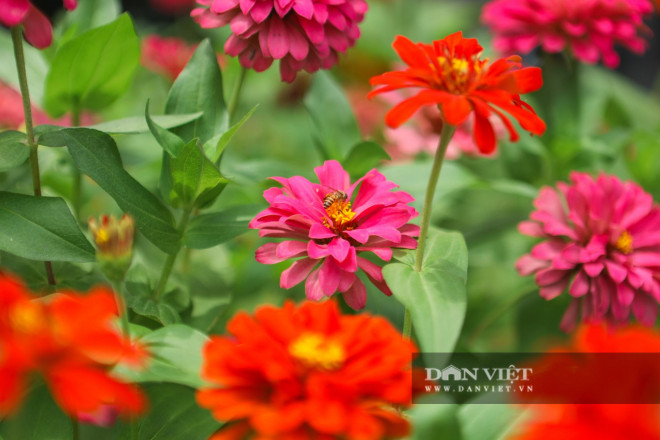 Những loài hoa màu sắc rực rỡ như hoa zinnia, cúc cosmos, dừa cạn, lan ý... hàng ngày thu hút nhiều loài ong, bướm, mang đến cho bờ hồ Hoàn Kiếm một diện mạo mới mẻ, đầy sức sống.