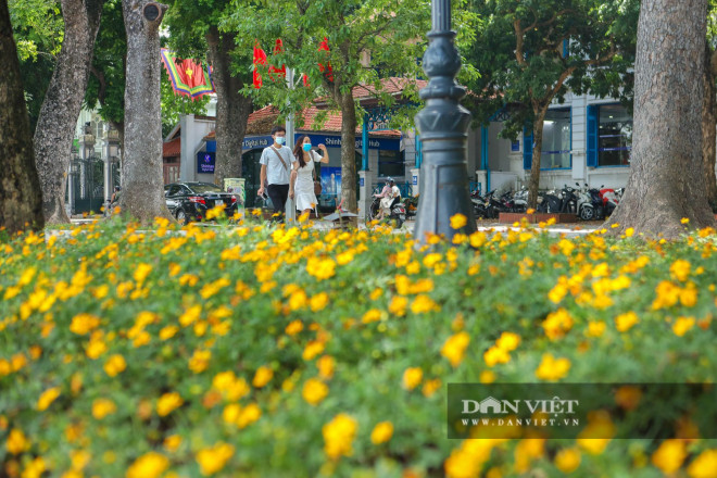 Nhiều bồn hoa được hình thành, đa dạng và được người dân đánh giá cao.