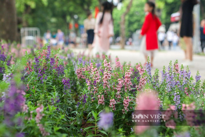 Hoa singum với sắc hồng tím bắt mắt.