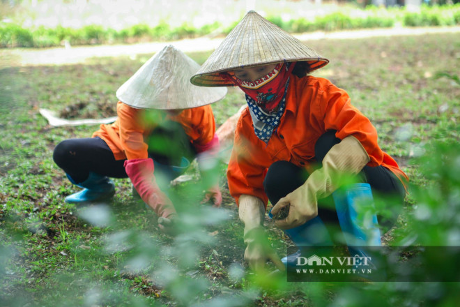 Để mang đến sự đa dạng về cây cảnh, bên cạnh các loài hoa, đơn vị thi công còn trồng thêm các loài cây, cỏ khác như cỏ lau Nhật, cỏ 3 lá, cây tuyết sơn...