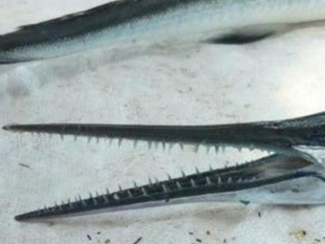 Thị trường - Tiêu dùng - Loài cá ở Việt Nam có miệng nhọn, răng sắc như "sát thủ", bắt về bán thu bộn tiền