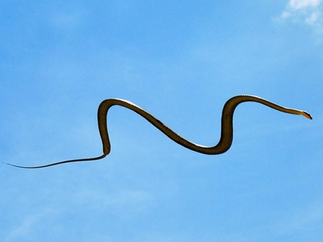 Media - Loài rắn "dị" nhất hành tinh, có kỹ năng như loài khỉ