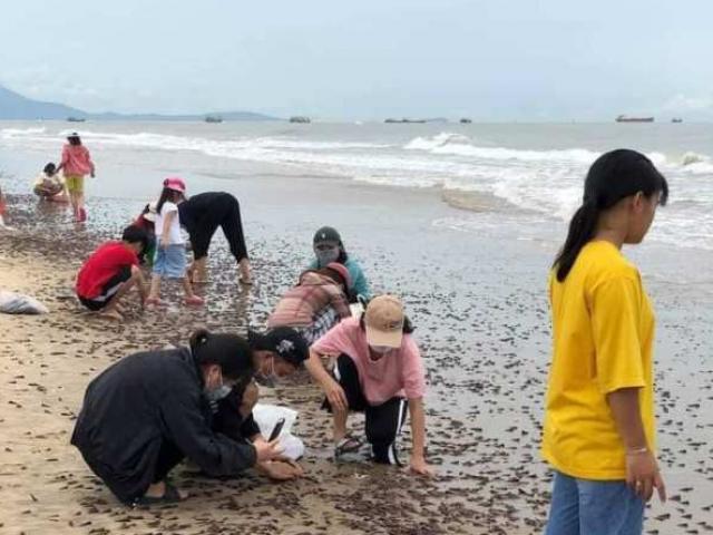 Tin tức trong ngày - Tin tức 24h qua: Sau bão số 5, người dân TT-Huế, Quảng Bình ra biển nhặt “lộc trời”