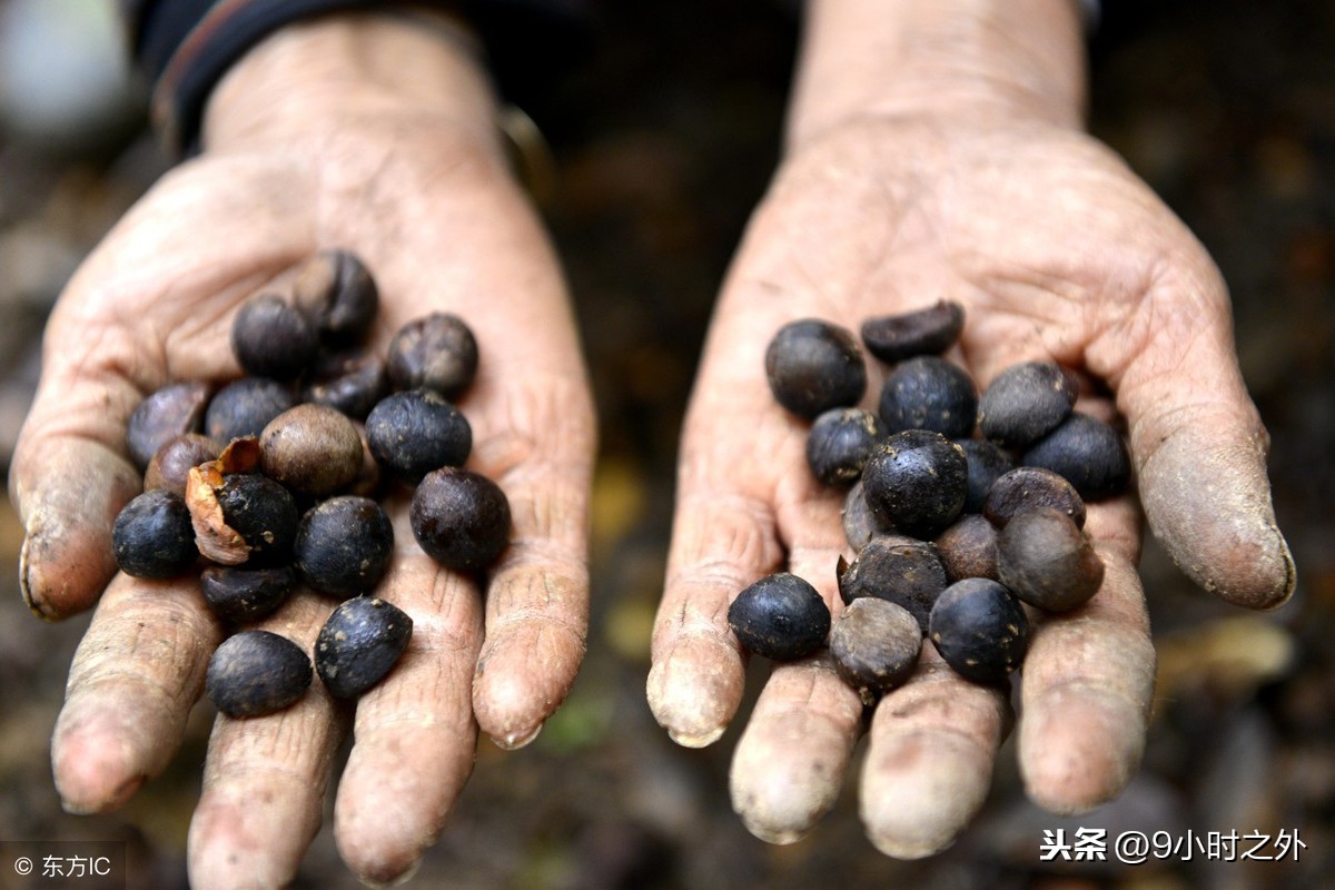 Thứ hạt nhìn như phân thỏ, ép ra dầu bán ngay tiền triệu/kg - 2