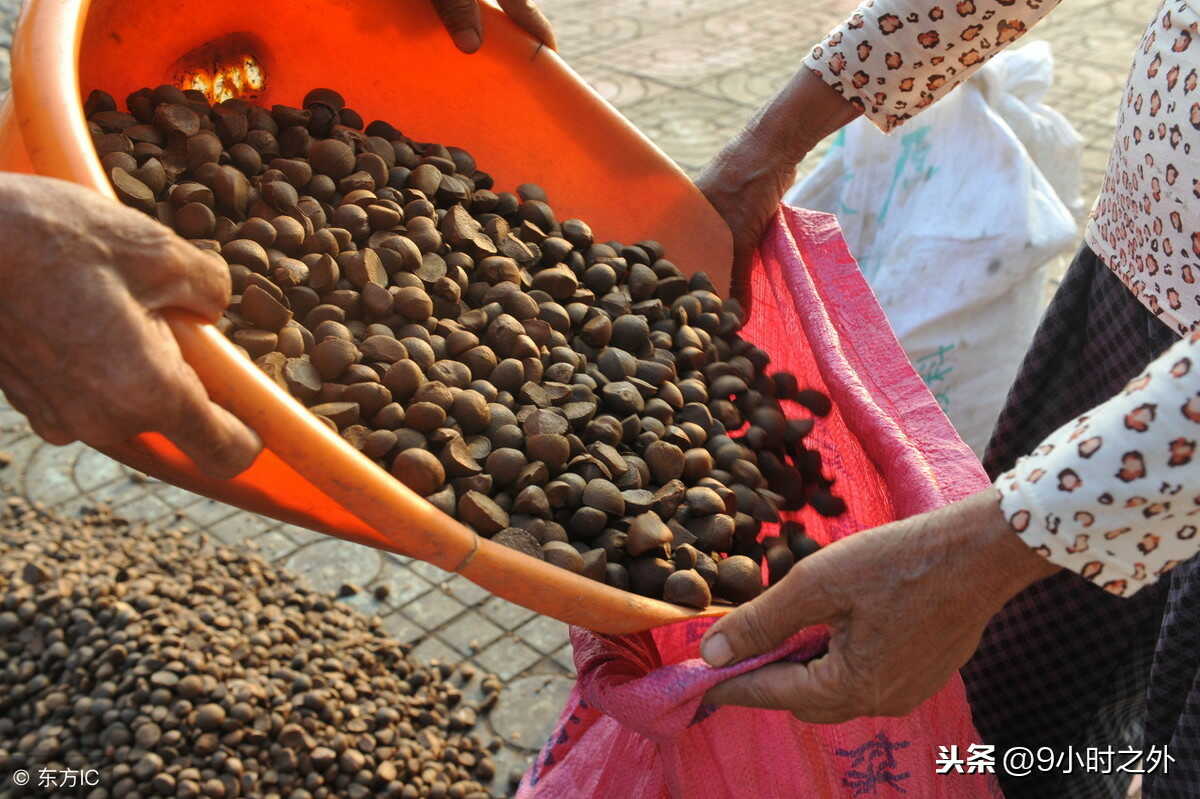 Thứ hạt nhìn như phân thỏ, ép ra dầu bán ngay tiền triệu/kg - 4