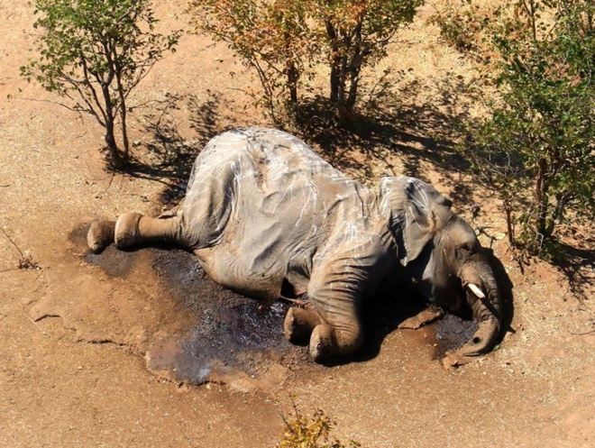 Voi chết hàng loạt ở Botswana&nbsp; là do nhiễm độc từ vi khuẩn (ảnh: The Guardian)