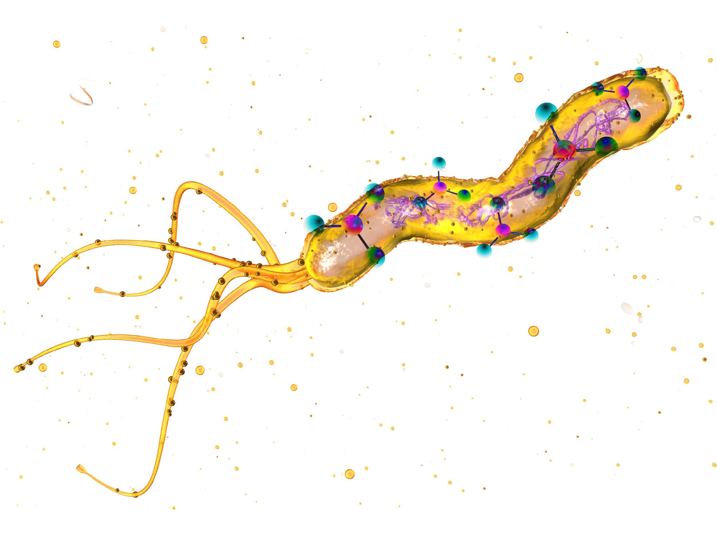 CumarGold New – Giải pháp thảo dược chuẩn hóa cho viêm loét dạ dày mãn tính - 1