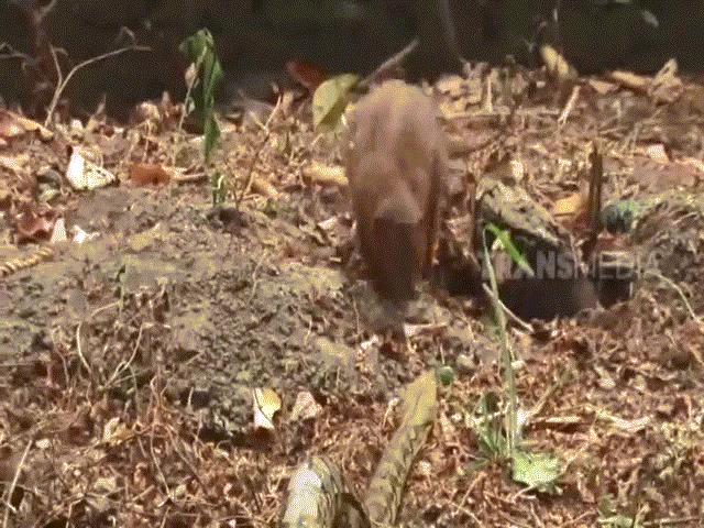 Phi thường - kỳ quặc - Video: Đụng độ "sát thủ", trăn gấm bị cầy Mangut điên cuồng tấn công