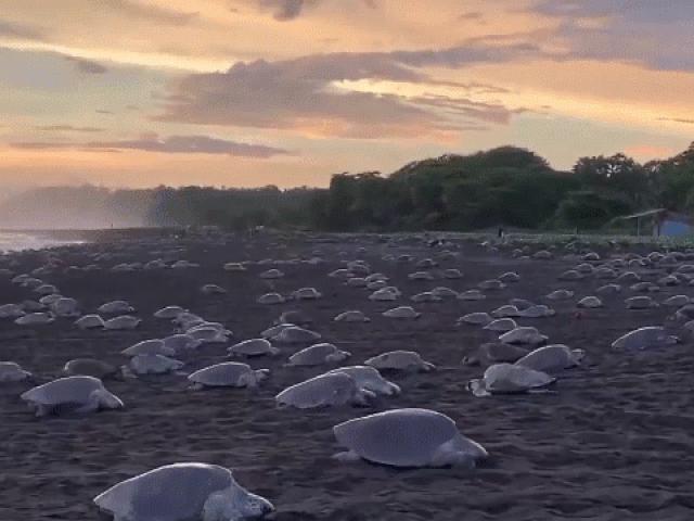 Media - Hàng trăm con rùa đẻ trứng tạo ra quang cảnh đáng kinh ngạc