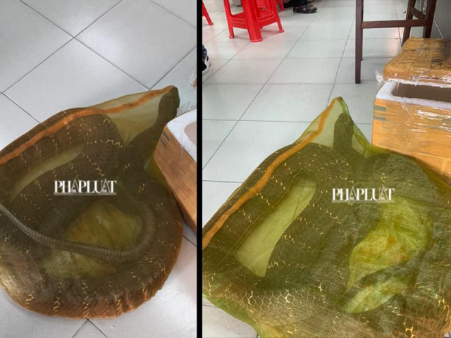 Tin tức trong ngày - 1 người chở con rắn hổ chúa hơn 20kg đi bán ở TP.HCM