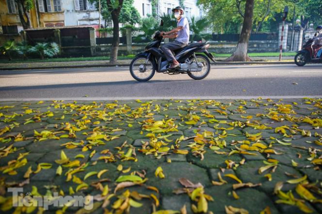 Lá phủ vàng con phố trong tiết trời chuyển sang thu ở Hà Nội - 1