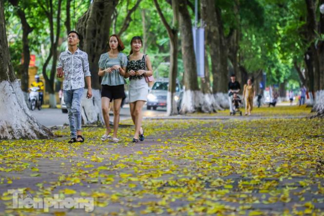 Lá phủ vàng con phố trong tiết trời chuyển sang thu ở Hà Nội - 6