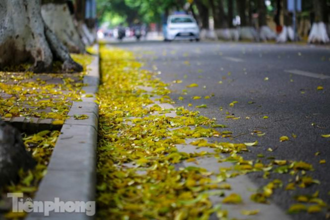 Lá phủ vàng con phố trong tiết trời chuyển sang thu ở Hà Nội - 10