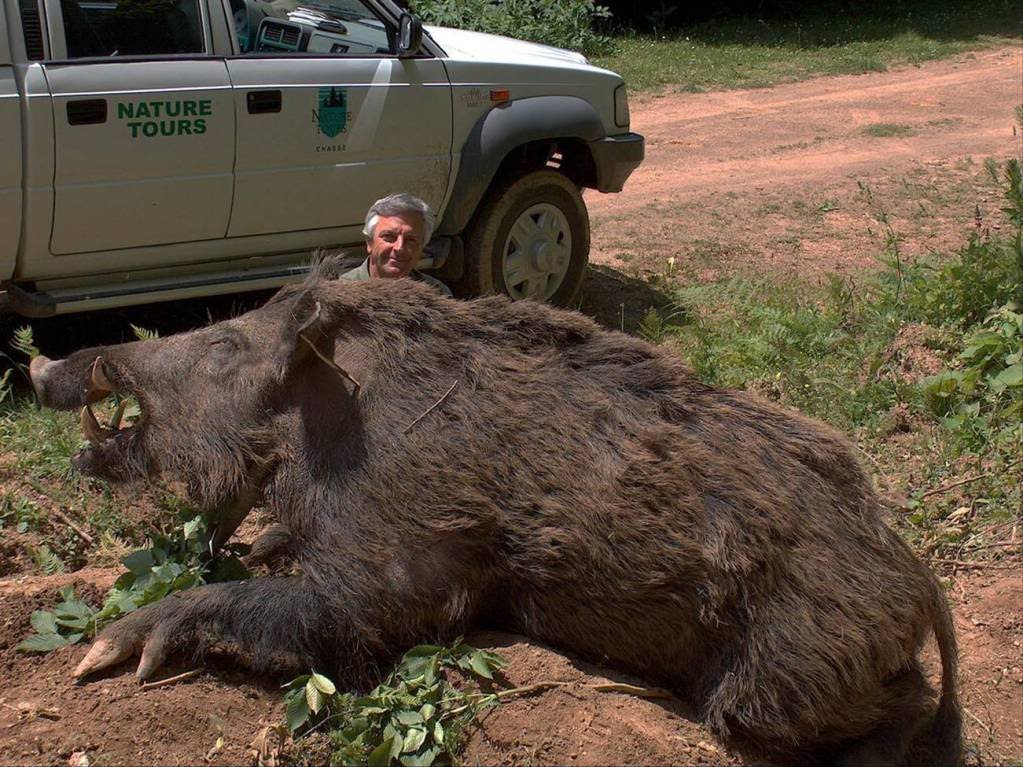 Lợn rừng ở Mỹ đặc biệt to lớn và sinh đẻ mạnh (ảnh: Daily Mail)
