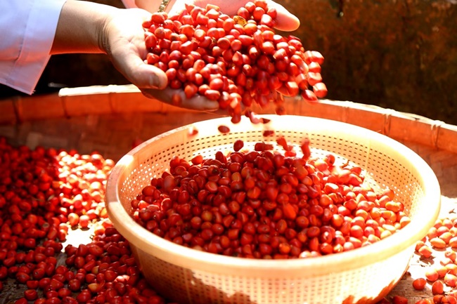 Ngoài hạt dổi thu được từ cây trồng thì giá bán của hạt dổi thu được trong rừng sẽ đắt hơn, lên đến 4 triệu đồng/kg.
