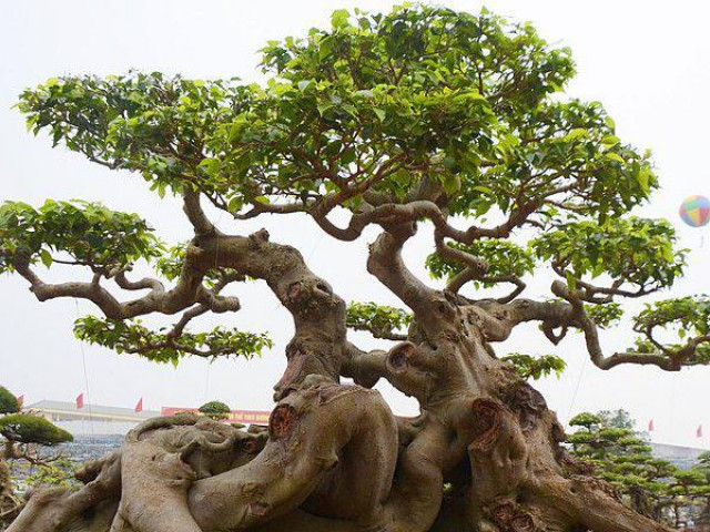 Thị trường - Tiêu dùng - Cận cảnh cây sanh "Ngọa hổ tàng long" 30 tỷ của đại gia sở hữu nhiều cây cảnh độc – lạ