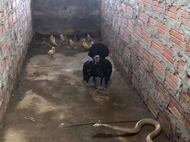 Media - Gà mẹ đại chiến "mãng xà" để bảo vệ đàn con và cái kết bất ngờ