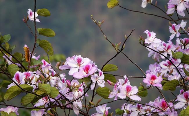 Hoa ban là loài hoa đặc trưng của núi rừng Tây Bắc, nở rộ vào mùa Xuân sau Tết âm lịch ở khắp các tỉnh Sơn La, Điện Biên, Lai Châu, Yên Bái…
