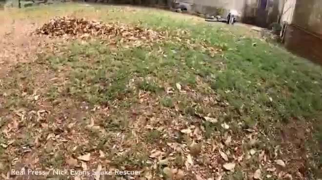 Video: Rắn kịch độc nguy hiểm nhất châu Phi ngụy trang ở vườn nhà khiến người phụ nữ sốc