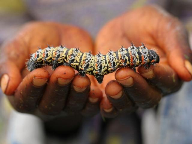 Ẩm thực - 7 món ăn kỳ lạ ở châu Phi, nhìn món số 4 khiến ai cũng hết hồn