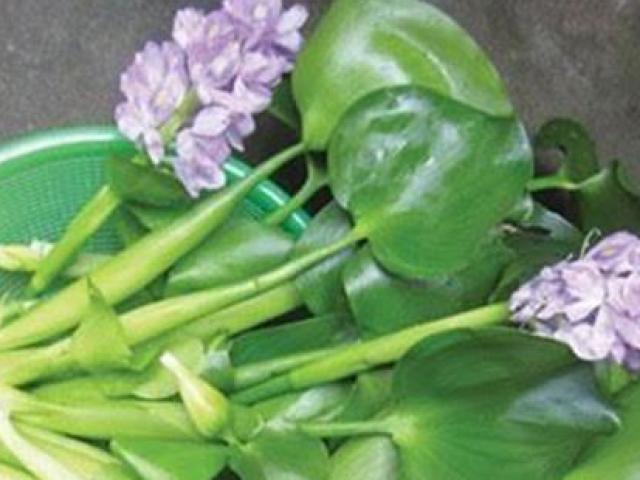 Thị trường - Tiêu dùng - Ở Việt Nam có 5 loại hoa ăn được, giá chỉ vỏn vẹn... 0 đồng