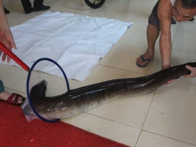 Thị trường - Tiêu dùng - Nghệ An: Người dân bắt được 2 con cá lệch "khủng", bán hơn 30 triệu đồng