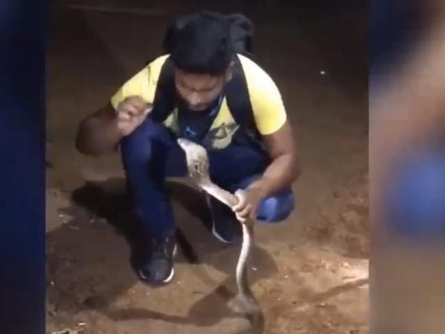 Media - Tay không cầm đuôi rắn hổ mang trêu đùa, nam thanh niên nhận cái kết đau đớn