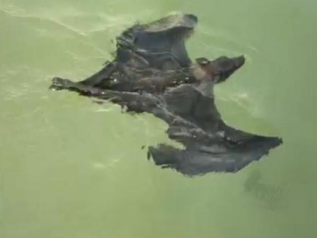 Media - Khả năng bơi lội cực đỉnh của "hoàng tử bóng đêm"