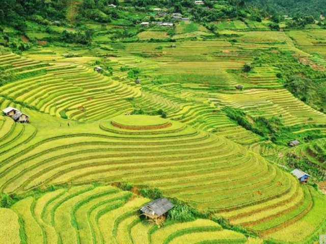 Du lịch - Vẻ đẹp hút hồn của những "nấc thang vàng" nơi rẻo cao Mù Cang Chải