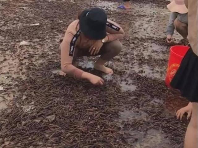 Tin tức trong ngày - Ốc "lạ" dạt kín đặc bờ biển Quảng Bình: Chi cục Thủy sản nói gì?