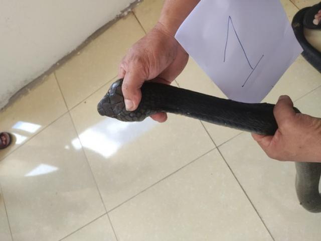 Tin tức trong ngày - Tin tức 24h qua: Bắt quả tang bố cùng con dâu đem 2 con rắn hổ mang khủng đi bán