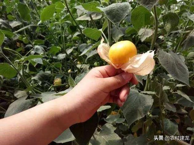 Loại quả mang tên thiếu nữ, ở Việt Nam là quả dại, nước ngoài bán trăm nghìn/kg - 3