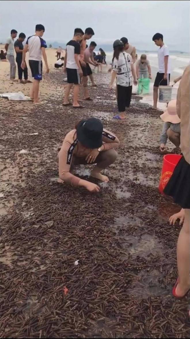 Người dân bắt ốc xoắn trên bờ biển