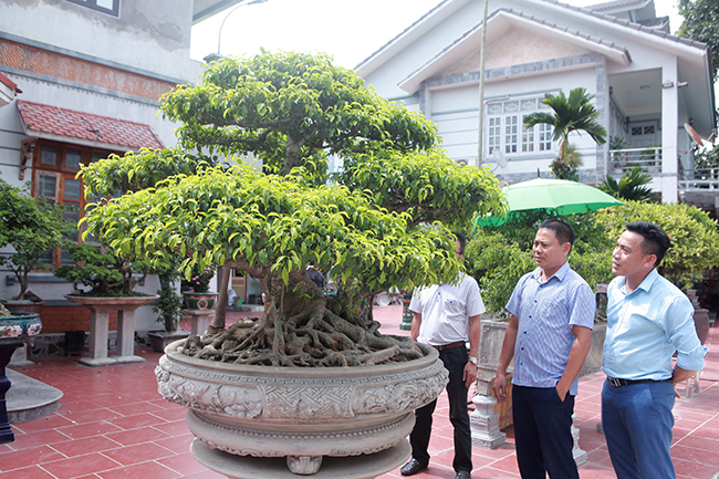 Anh Hưng chia sẻ mới&nbsp;mua cây này được mấy tháng từ một người chơi cây ở Hải Phòng: “Cây này nằm ở đất Hải Phòng rất nhiều năm mà chưa có ai mua được. Vì đam mê, muốn có một cây đẳng cấp ở vườn nên tôi quyết định xuống tiền mua”
