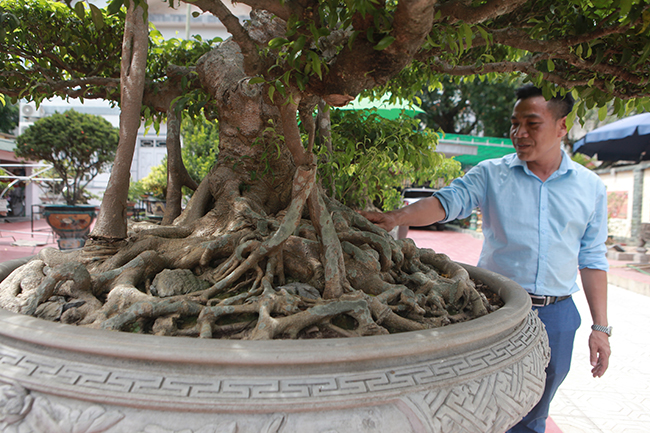 Anh Hưng phải thuyết phục nhiều lần chủ cũ mới chịu bán. Cây được trồng trong chậu nhiều năm và làm theo lối cổ&nbsp;nên nói về giá trị của cây rất khó. Nó cũng như cổ vật, giá trị nằm ở thời gian, anh Hưng cho biết.
