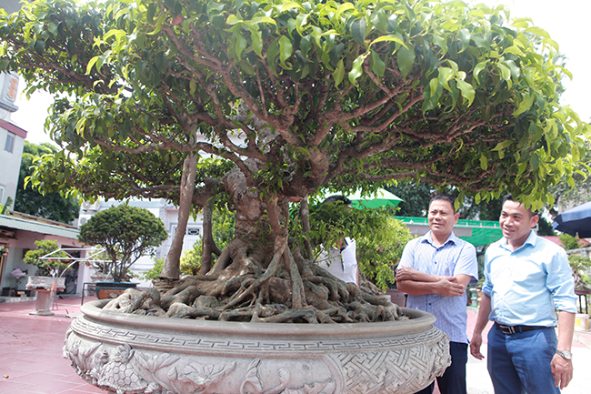 Sau khi mua cây về, anh Hưng đặt tên cho cây là “Phụ tử liên chi” vì anh Hưng nhìn thấy dáng cây như một người bố che chở cho đứa con.
