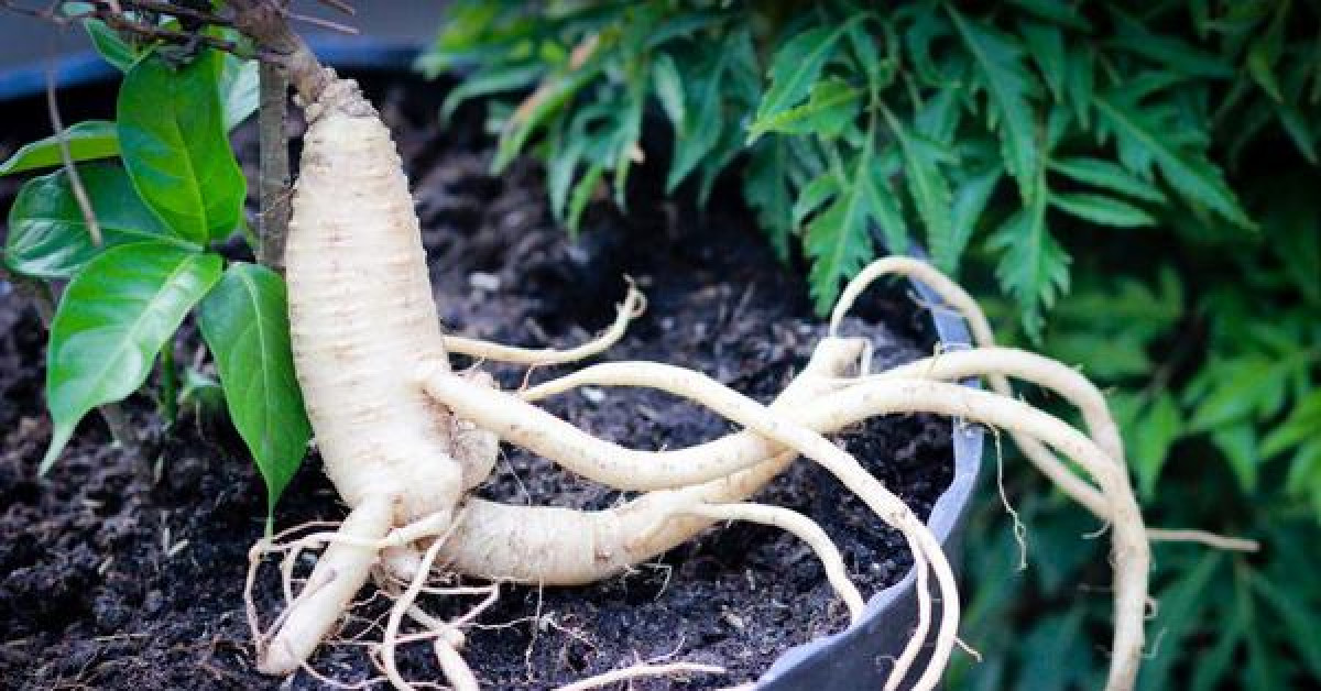 Sức khỏe đời sống - Thuốc và món ăn cho sản phụ ít sữa, thiếu sữa