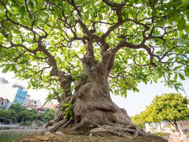 Thị trường - Tiêu dùng - "Siêu cây" lộc vừng 5 thân ngũ phúc khiến đại gia "mê mệt", trả tiền tỷ cũng không mua được