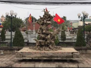 Thị trường - Tiêu dùng - Choáng váng cây sanh &quot;như khúc củi khô&quot; giá 4 tỷ đồng của đại gia đồng nát Hà Nội