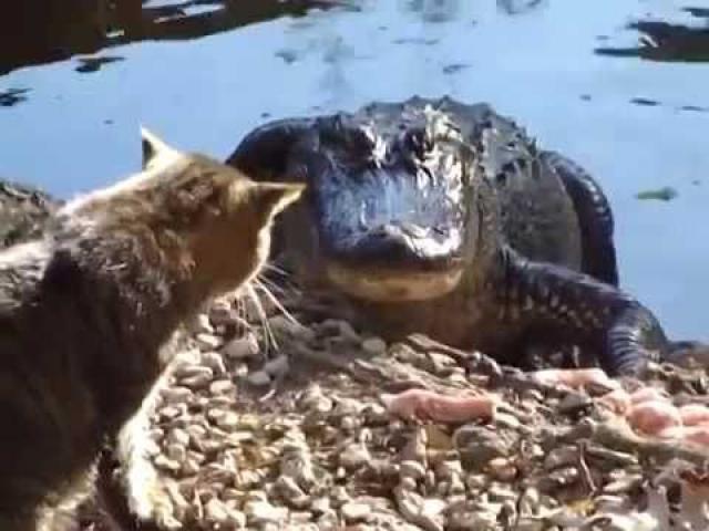 Media - Cá sấu khủng chạy "bán sống bán chết" khi bị... mèo tấn công