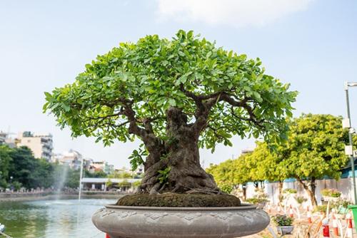 Chủ nhân của siêu cây lộc vừng là ông Phùng Tình (Hà Nội). Chia sẻ với Dân Trí, ông cho biết, nhiều người không quản ngại đường xa, lặn lội từ các tỉnh thành đổ về nhà ông đòi mua cây lộc vừng 5 thân ngũ nhưng ông vẫn không bán.
