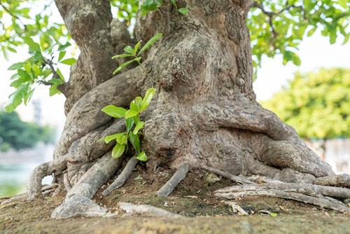 Được biết, cây có tuổi đời lên tới hàng trăm năm, do có 5 thân nên giới chơi sinh vật cảnh hay gọi là ngũ phúc.&nbsp;