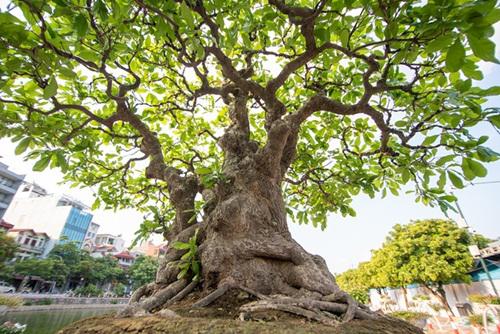 Bởi theo ông, đây là cây lộc vừng hiếm có khó tìm mà người chơi nào cũng ao ước một lần sở hữu.