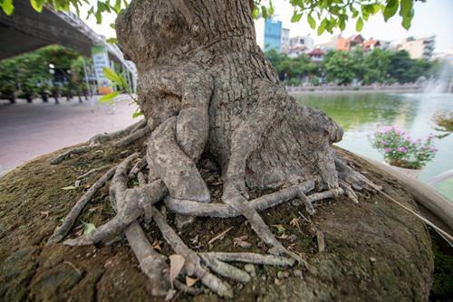 &#34;Siêu cây&#34; lộc vừng 5 thân ngũ phúc khiến đại gia &#34;mê mệt&#34;, trả tiền tỷ cũng không mua được - 5
